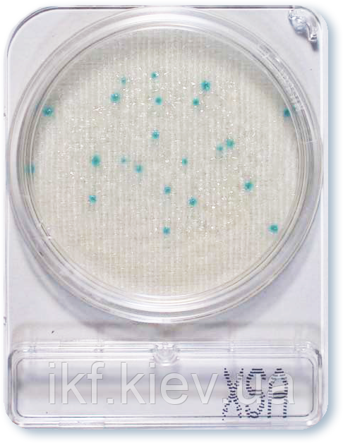 Compact Dry X-SA S.aureus (4 шт.), фото 1