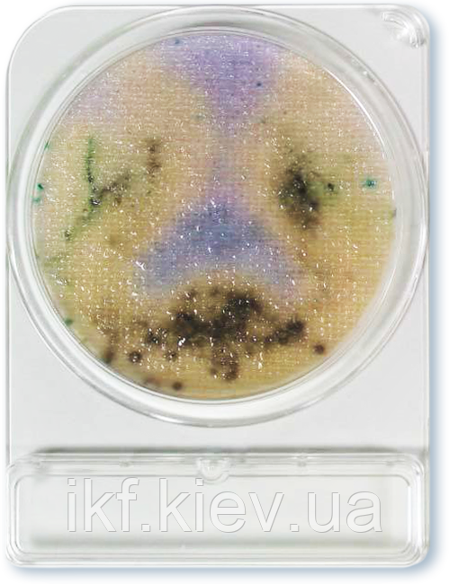 Compact Dry SL Salmonella (40 шт.), фото 1