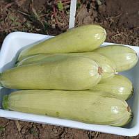 Насіння кабачок Кавілі ф1 100шт.