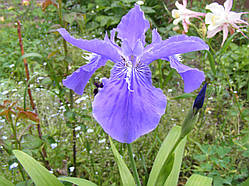 Кореневища іриса бордюрного синього, компл. 5 шт