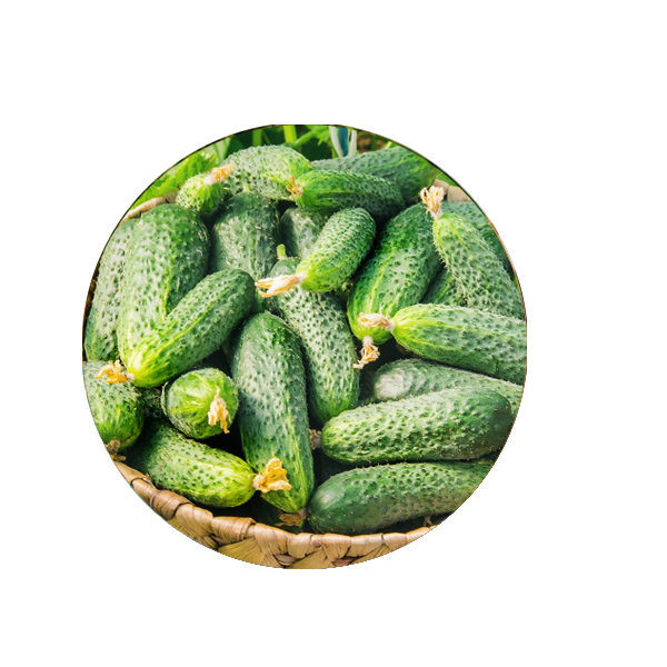 Насіння огірок Спринт ф1 20шт.