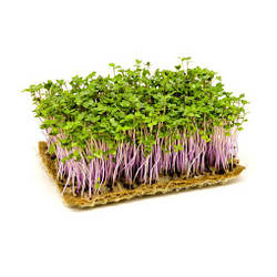 Мікрозелень насіння буряка столового 10г