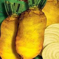 Насіння буряк кормовий Урсус Полі 500г.