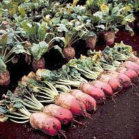 Насіння буряк кормовий Рекорд 0,5кг