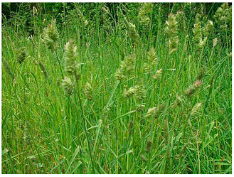 Насіння трава кормова Грястиця 100г