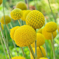 Краспедія кульовидна Біллі Баттонс  закрита коренева