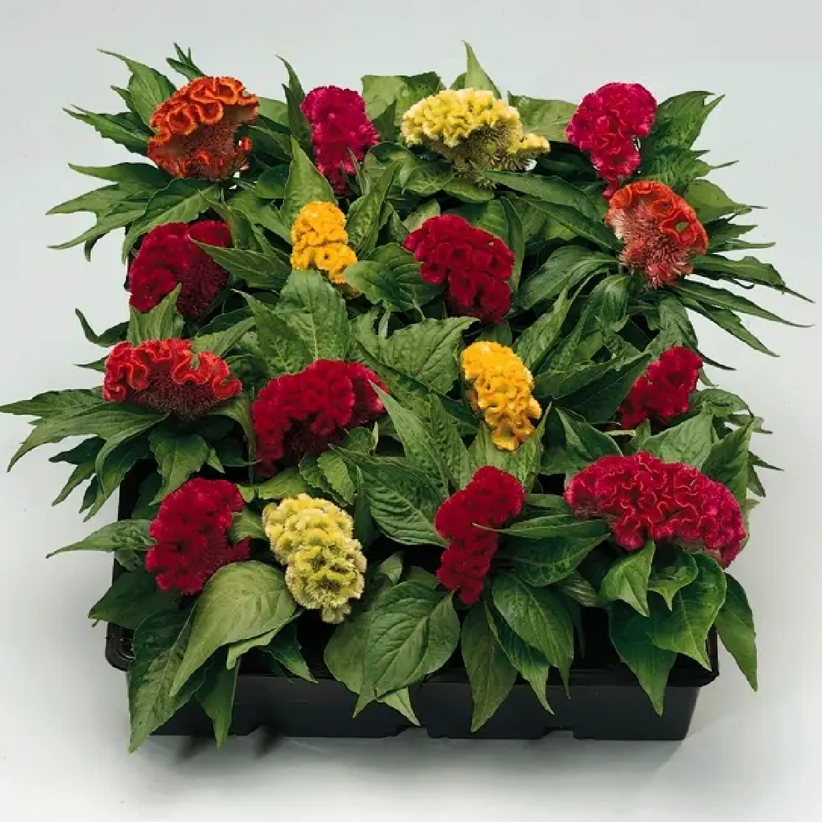 Насіння квіти Целозія гребінчаста Пижон 0,1г