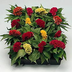 Насіння квіти Целозія гребінчаста букетна суміш 0,1г