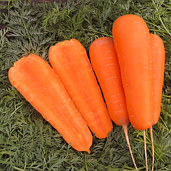 Насіння морква Болівар Ф1 0,5г