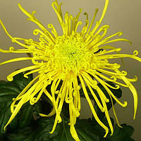 Хризантема саджанець Cobra Yellow (жовта)