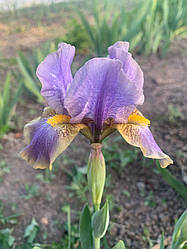 Ірис карликовий “Sinichka” 1 шт.