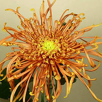 Хризантема саджанець Cobra Bronze (бронзовий)