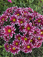 Хризантема саджанець Salto Violet Blanc (фіолетова)