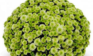 Хризантема саджанець Primo Pistache (фісташкова)