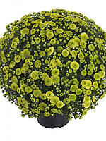 Хризантема саджанець Verdissimo (фісташкова)