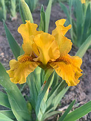 Ірис карликовий  “Did Panas” 1 шт.