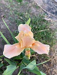 Ірис карликовий  “Krayina Mandarynok” 1 шт.