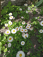 Маргаритка садова саджанці