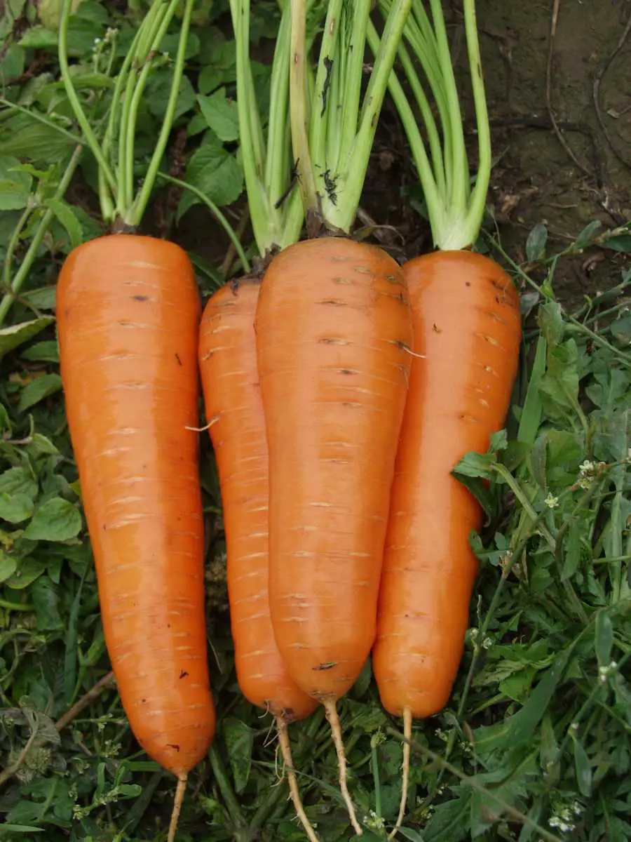 Насіння морква Канада Ф1 0,5г