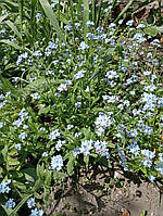 Незабудка дворічна