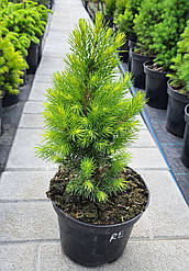 Ялина канадська Рейнбоуз Енд (Rainbows End) саджанець в горщику 1.5 л