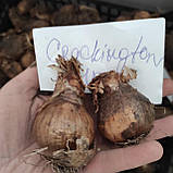Цибулина нарцис CRACKINGTON, фото 3