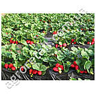 Плівка для мульчування чорна 30 мкм ширина 1.2 м 24 місяці на метраж Shadow, фото 5