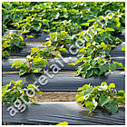 Плівка для мульчування чорна 40 мкм ширина 1.2 м 24 місяці на метраж Shadow, фото 4