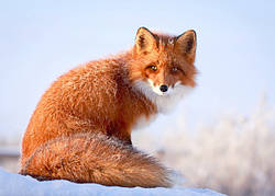 Листівка "Руда красуня"