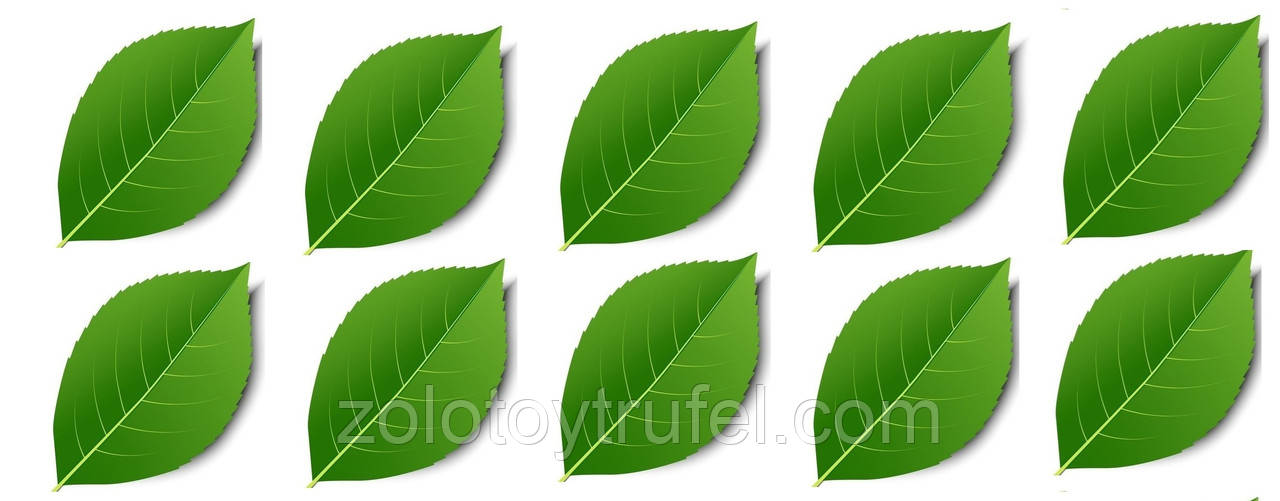 Вафельний декор "Зелений лист", фото 1