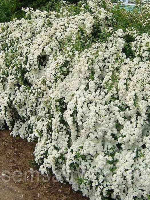 Спірея Вангутта 4 роки (Spiraea vanhouttei)