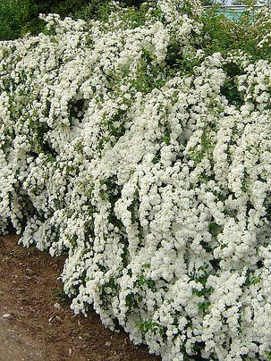 Спірея Вангутта 4 роки (Spiraea vanhouttei), фото 1
