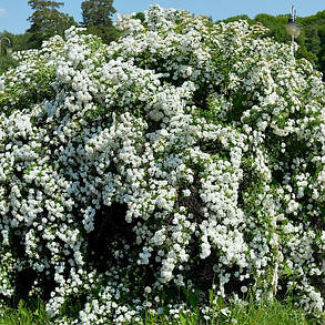 Спірея Вангутта 4 роки (Spiraea vanhouttei), фото 3