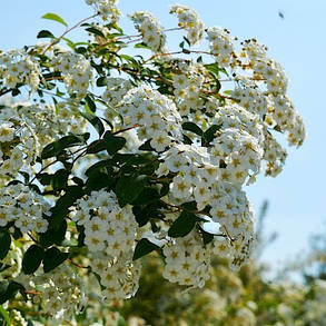 Спірея Вангутта 4 роки (Spiraea vanhouttei), фото 4
