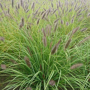 Пеннісетум 'Japonicum' (Pennisetum alopecuroides) 1,5 л, фото 4