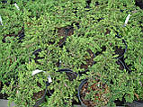 Ялівець звичайний Грін Каптер (Green Carpet) ґрунтовопокровний карликовий вигляд, фото 2
