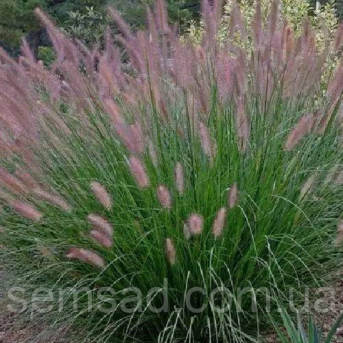 Пеннісетум 'Japonicum' (Pennisetum alopecuroides) 1,5 л