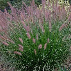 Пеннісетум 'Japonicum' (Pennisetum alopecuroides) 1,5 л, фото 1