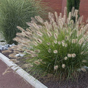 Пеннісетум 'Japonicum' (Pennisetum alopecuroides) 1,5 л, фото 3