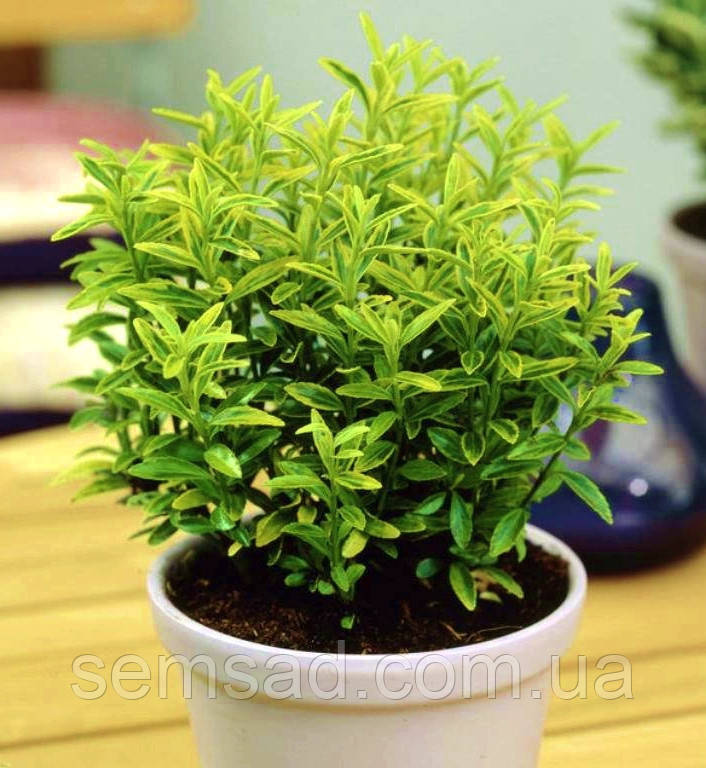 Бересклет японський "Албоваріегатус" \ Euonymus Albovariegatus (саджанці 1.5л)