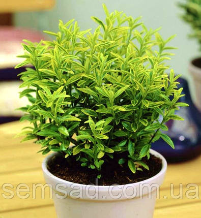 Бересклет японський "Албоваріегатус" \ Euonymus Albovariegatus (саджанці 1.5л), фото 1