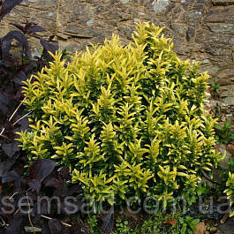 Бересклет японський "Албоваріегатус" \ Euonymus Albovariegatus (саджанці 1.5л), фото 3
