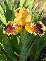 Ірис карликовий  “Jazzamatazz” 1 шт.