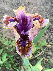 Ірис карликовий  “Terse Verse” 1 шт.