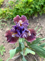 Ірис карликовий  “Canine Caper” 1 шт.