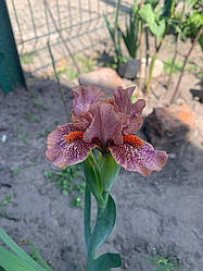 Ірис карликовий  “Tuned In 1 шт.