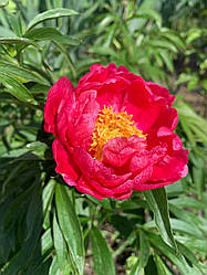 Півонія Smouthii корінь 3-5 вічок