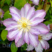 Клематис Тіріслунд / С2 / 3 роки / Clematis Thyrislund, фото 3