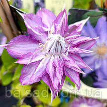 Клематис Тіріслунд / С2 / 3 роки / Clematis Thyrislund, фото 4