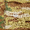 Футболка Patrol Chiton CoolPass Grid 2.0 Multicam, фото 7